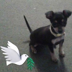 Meet your Posher, Joyce